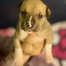 Tangerine - Red female American Staffordshire Terrier puppy in Monroe, Georgia from Irresistibull Staffords