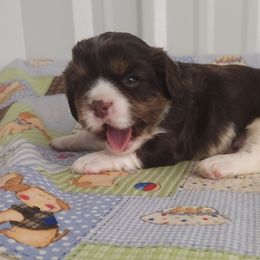 Micheal - Chocolate male Cavalier King Charles Spaniel puppy in Marshfield, Missouri from Clearview Kennels