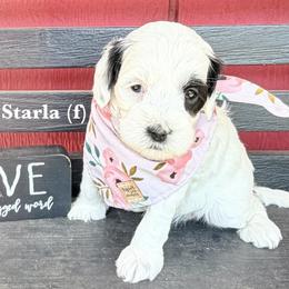 Starla - Black and chalk female Australian Labradoodle puppy in Citrus Heights, California from Elite Blend Labradoodles