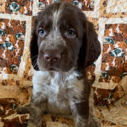 Boy  1 - Liver white and roan male English Springer Spaniel puppy in Tabor City, North Carolina from Big Bay Kennels LLC