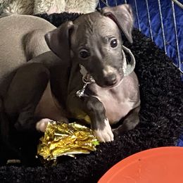 Seal boy - white collar - Seal male Italian Greyhound puppy in Portland, Oregon from Khani's Basenjis and Italian Greyhounds