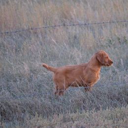 Golden Retriever and Labrador Retriever Puppies from Battlemountain Kennels