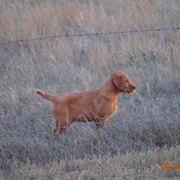 Golden Retriever and Labrador Retriever Puppies from Battlemountain Kennels