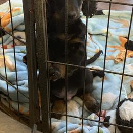 Dachshund Puppies from Howard Hounds