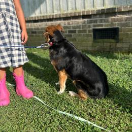 Chili - Black & white female Australian Shepherd puppy in Flat Rock, Alabama from Fluffy Butt Acres