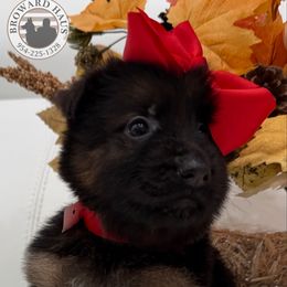 Red - Black and red female German Shepherd puppy in Davie, Florida from Vom Broward Haus