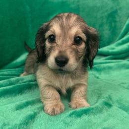 Shaggy - Cream male Dachshund puppy in Memphis, Tennessee from River City Doxies