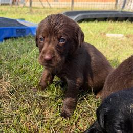 Ethan - Chocolate male Labrador Retriever puppy in Carriere, Mississippi from Cajun Water Retrievers