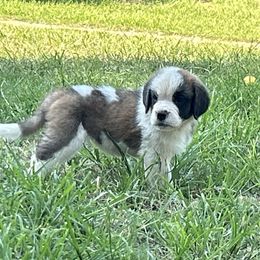 Treasure - Mahogany and white female Saint Bernard puppy in Warrensburg, Missouri from Hirt House Saints