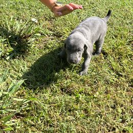 Weimaraner Puppies from Georgia Line Weimaraners