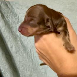 Louie - Chocolate and tan male Dachshund puppy in Blanchard, Oklahoma from Crown and Collar Mini Dachshunds