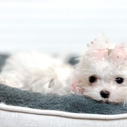 Bella - White Maltese puppy in Tampa, Florida from Petite Pawz