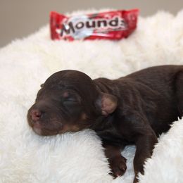 Mounds - Phantom female Poodle puppy in Mount Sterling, Kentucky from Curly Country Poodles