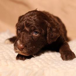 Dove (Beige) - Chocolate female Goldendoodle puppy in Palmetto Bay, Florida from SOMIDOODLES
