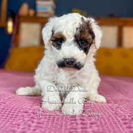 Donald Duck - Sable male Aussiedoodle puppy in Grove, Oklahoma from Guinn Family Farms