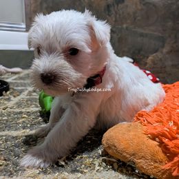 AKC white girl 1 (pink collar) - White female Miniature Schnauzer puppy in Greencastle, Indiana from Tiny Tushy Lodge