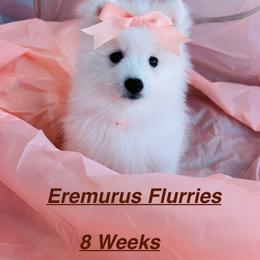 Eremurs flurries - White female Japanese Spitz puppy in Gaithersburg, Maryland from Konalae Japanese Spitz Jr.