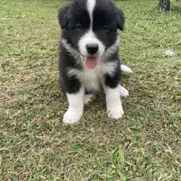 Boy 2 - Black Border Collie puppy in Hawaii from Blue Ginger Border Collies