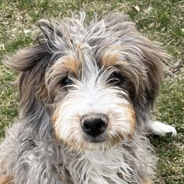 Sadie - Bernedoodle
