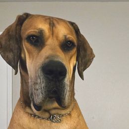 Boris - Great Dane