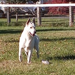 Bishop - German Shepherd