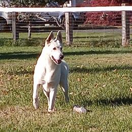 Bishop - German Shepherd