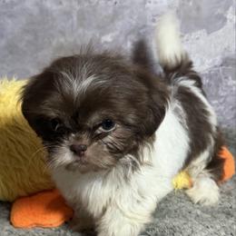 Boy 1 - Liver and white male Shih Tzu puppy in Ocala, Florida from Mimi's Shih-tzus of Ocala