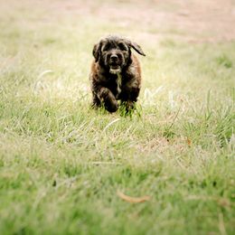 Sheepadoodle Puppies from Life Unleashed Farm