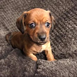Australian Cattle Dogs and Dachshunds from Kari's Dachshunds and Heelers