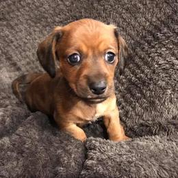 Australian Cattle Dogs and Dachshunds from Kari's Dachshunds and Heelers