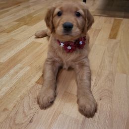 Maroon - Dark golden female Golden Retriever puppy in Yakima, Washington from Krueger Goldens