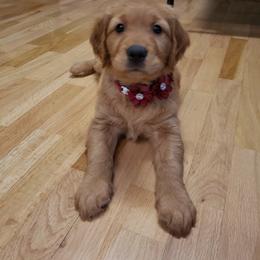 Maroon - Dark golden female Golden Retriever puppy in Yakima, Washington from Krueger Goldens