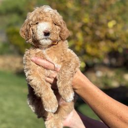 Hilda- orange collar - Red  female Goldendoodle puppy in Yuciapa, California from AlltheDoodlez_