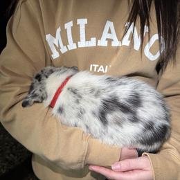 Boy 5 - male Border Collie puppy in Austin, Texas from Abundant Life Ranch Border Collies