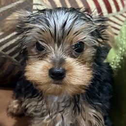 Yorkshire Terriers from Kim’s Rocket Yorkies