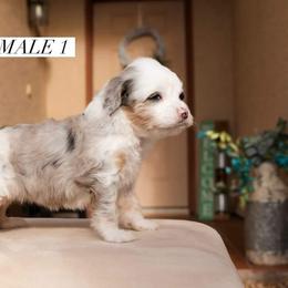 Aussiedoodle and Goldendoodle Puppies from Ever After Doodles Arizona