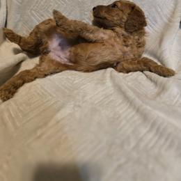 Poodle Puppies from Sydney Ramsdell