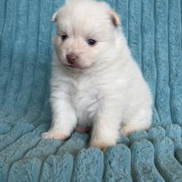 Jack - White male Pomsky puppy in Aberdeen, Idaho from Willow Creek Cresteds
