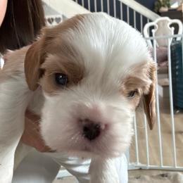 Girl 1 - Blenheim female Cavalier King Charles Spaniel puppy in Moreno Valley, California from Chris & Katie Cavaliers
