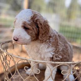 Arthur - Red Abstract - Red male Bernedoodle puppy in Lookout, California from Remington Kennels, LLC