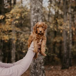 Angel - Goldendoodle puppy in Barnesville, Georgia from Bishop Doodles