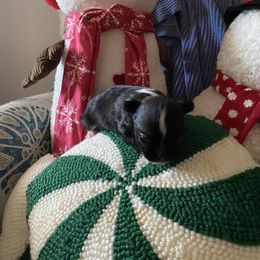 Gunner - Black male Chihuahua puppy in Red Bluff, California from Aye Chihuahua