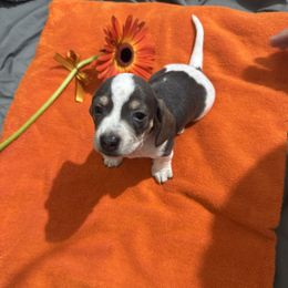 Dachshund All Grown Up from Sandy's Mini Weenies in Cali