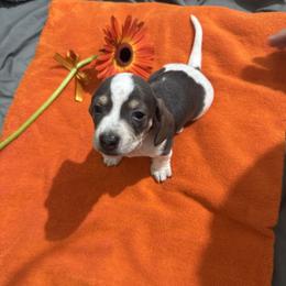 Dachshund All Grown Up from Sandy's Mini Weenies in Cali