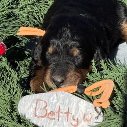 Betty - Tri-color female Bernedoodle puppy in Wilkesboro, North Carolina from Bernedoodle Love Puppies
