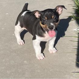 Teddy Roosevelt Terrier Puppies from Jefferson Farms