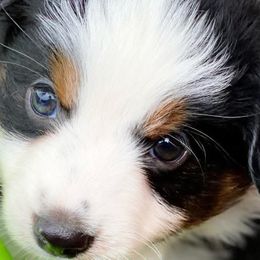 Australian Shepherds, Miniature Australian Shepherds, and Toy Australian Shepherds from Brushy Creek Aussies & Mini Aussies