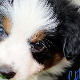 Australian Shepherds, Miniature Australian Shepherds, and Toy Australian Shepherds from Brushy Creek Aussies & Mini Aussies