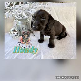 Howdy - Red male Dachshund puppy in Hockley, Texas from Shans Down Home Doxies