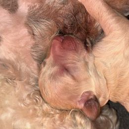 Cream girl - Cream female Goldendoodle puppy in Colchester, Connecticut from Top of the Hill Doodles